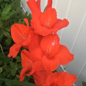 Meet your Posher, Berdie